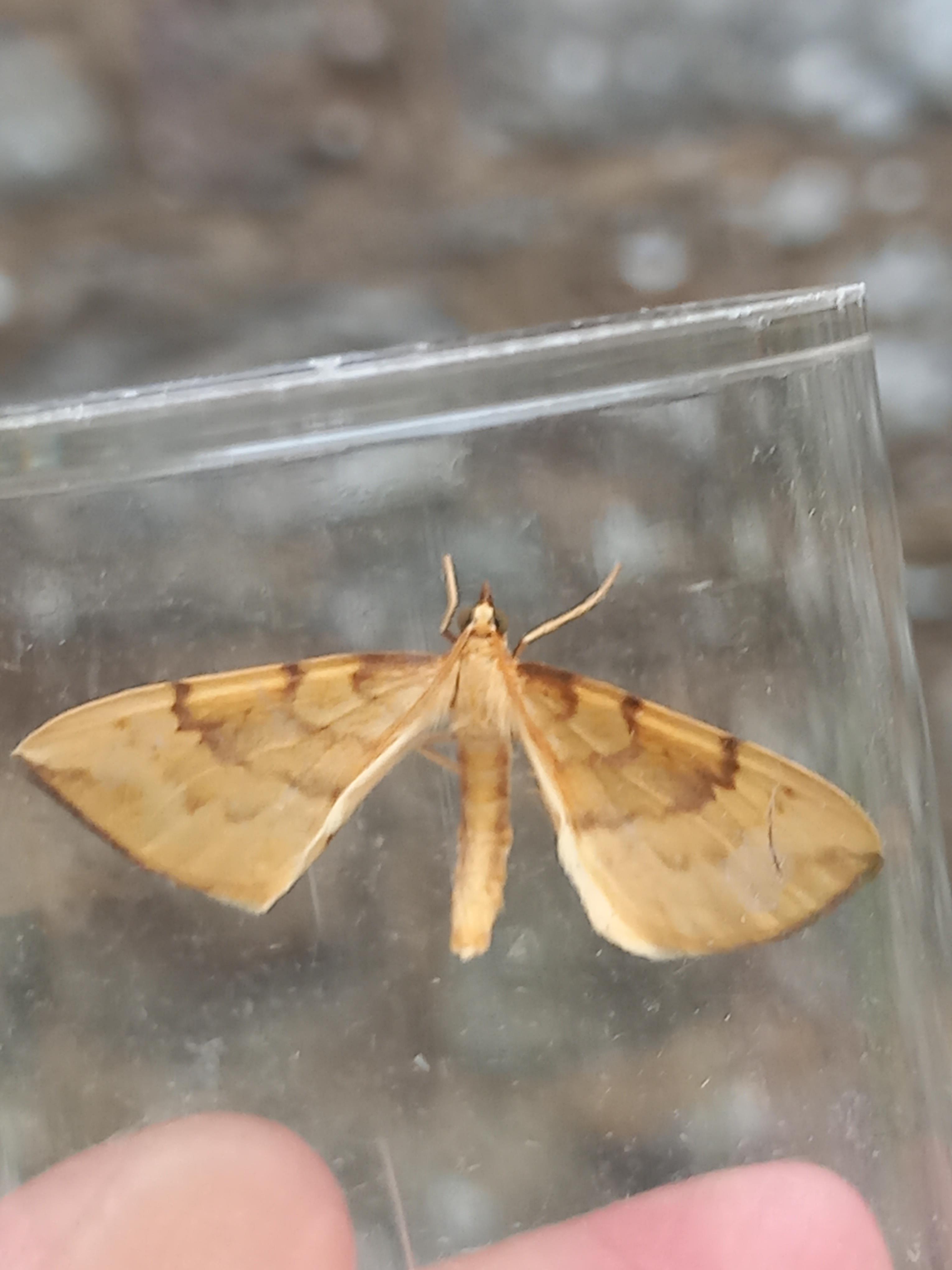 Barred Straw
